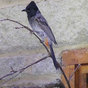 Red-vented bulbul at Birdworld, 1 July 2011