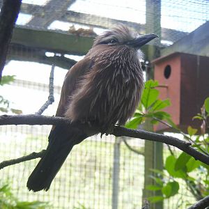 Rufous-crowned roller at Birdworld, 1 July 2011