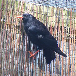 Red-billed chough at Birdworld, 1 July 2011