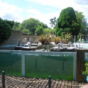 Humboldt penguin enclosure at Birdworld, 1 July 2011