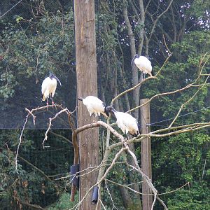 Sacred ibises at Birdworld, 1 July 2011