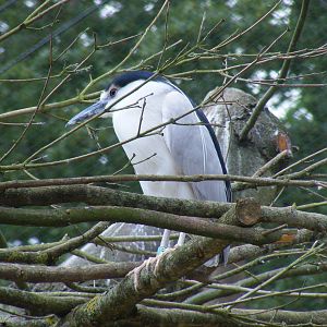 Black-crowned night heron at Birdworld, 1 July 2011
