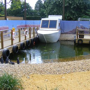 African penguins at Birdworld, 1 July 2011