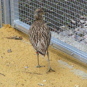 Eurasian curlew at Birdworld, 1 July 2011
