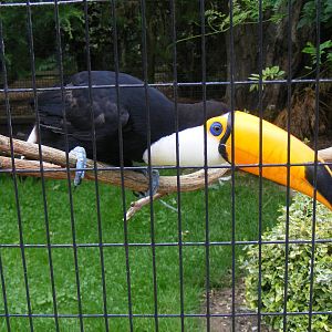 Toco toucan at Birdworld, 1 July 2011