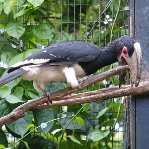 Trumpeter hornbill at Birdworld, 1 July 2011