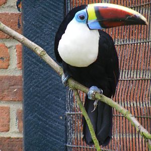 Red-billed toucan at Birdworld, 1 July 2011