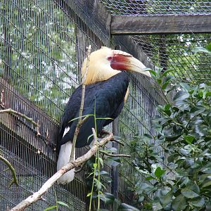 Blyth's hornbill at Birdworld, 1 July 2011