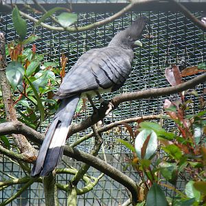 White-bellied go-away bird at Birdworld, 1 July 2011