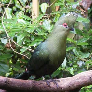 Black-billed turaco at Birdworld, 1 July 2011