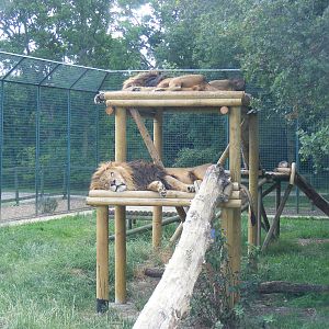 African lion enclosure at WHF, 3 July 2011