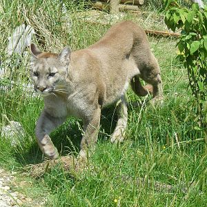 Puma at WHF, 3 July 2011