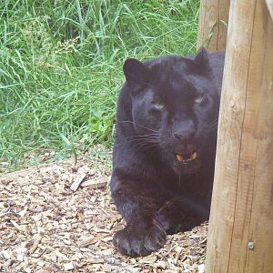 Khan the black leopard at WHF, 3 July 2011