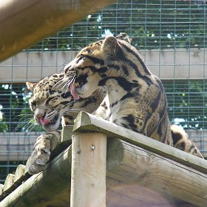 Ben and Mandalay the clouded leopards at WHF, 3 July 2011