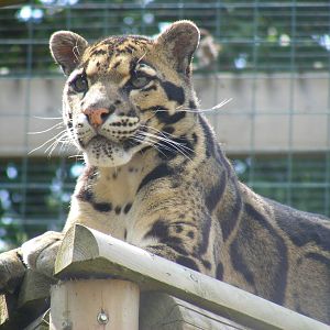Ben the clouded leopard at WHF, 3 July 2011