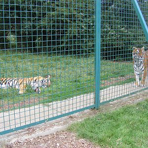 Bruno and Padmini the tigers at WHF, 3 July 2011