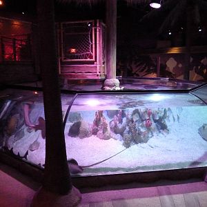 Tropical Bay Of Rays