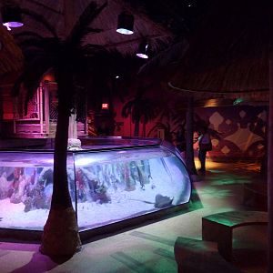 Tropical Bay Of Rays