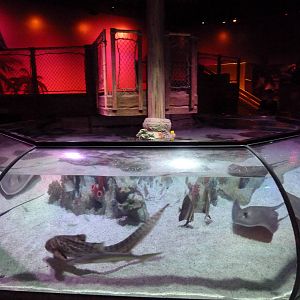 Tropical Bay Of Rays