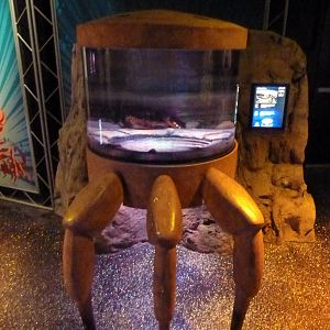 Claws - Maine Lobster Exhibit