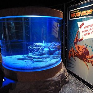 Claws - Japanese Spider Crab Exhibit