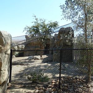 Cats Of California Complex - Cougar Exhibit