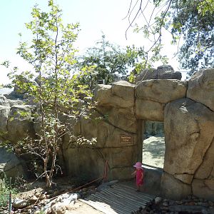 Cats Of California Complex - Cougar Exhibit