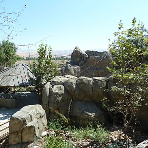 Cats Of California Complex