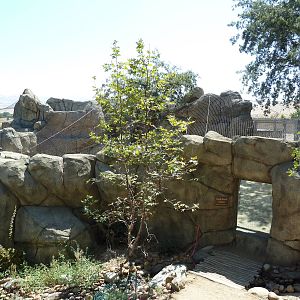 Cats Of California Complex - Cougar Exhibit