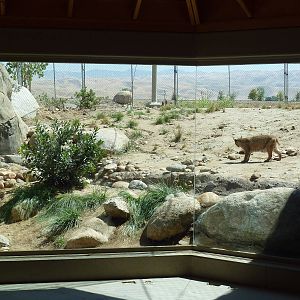 Cats Of California Complex - Bobcat Exhibit