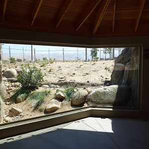 Cats Of California Complex - Bobcat Exhibit