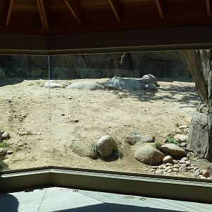 Cats Of California Complex - Cougar Exhibit
