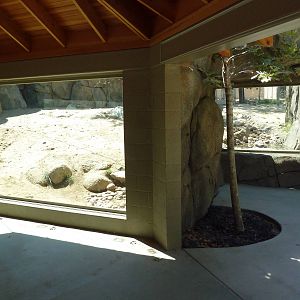 Cats Of California Complex - Cougar Exhibit