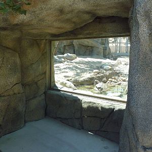 Cats Of California Complex - Cougar Exhibit