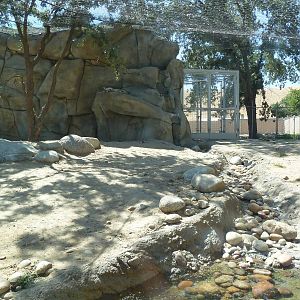 Cats Of California Complex - See The Cougar?