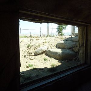 Cats Of California Complex - Bobcat Exhibit