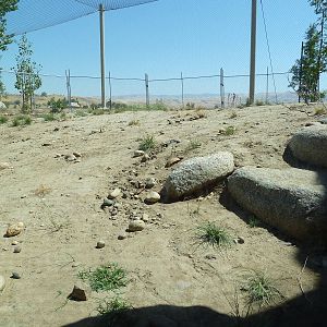 Cats Of California Complex - Bobcat Exhibit