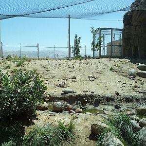 Cats Of California Complex - Bobcat Exhibit