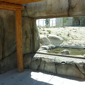 Cats Of California Complex - Cougar Exhibit