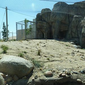 Cats Of California Complex - Bobcat Exhibit