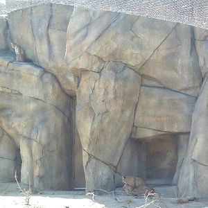 Cats Of California Complex - See 3 Bobcats?