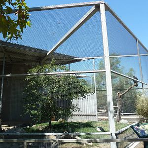 Golden Eagle Exhibit