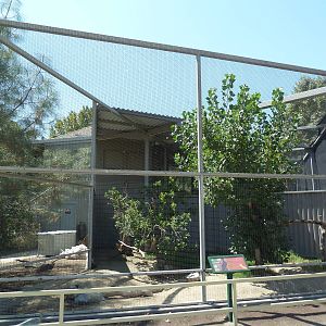 Red-Tailed Hawk Exhibit