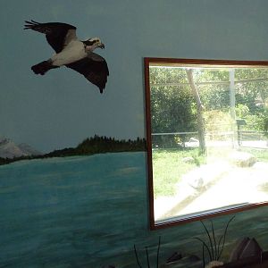 Bird Of Prey Viewing Window