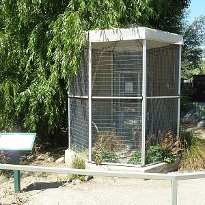 American Kestrel Exhibit