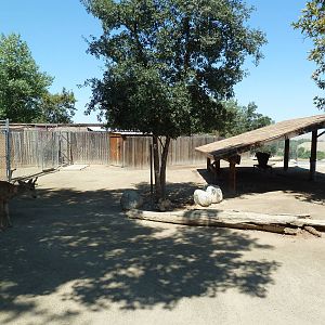 Black-Tailed Mule Deer Exhibit
