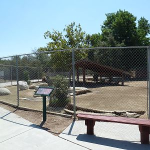 Black-Tailed Mule Deer Exhibit