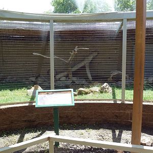 San Clemente Island Fox Exhibit