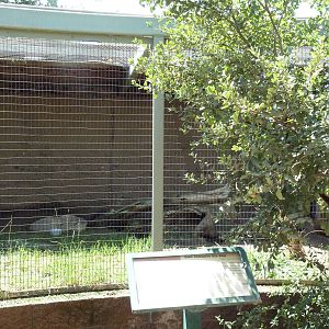 San Joaquin Kit Fox Exhibit