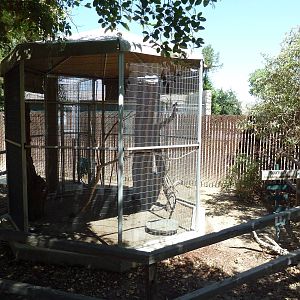 Scrub Jay Exhibit